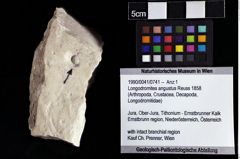 Foto (Objket + Etiketten) von Longodromites angustus (Reuss 1858) 